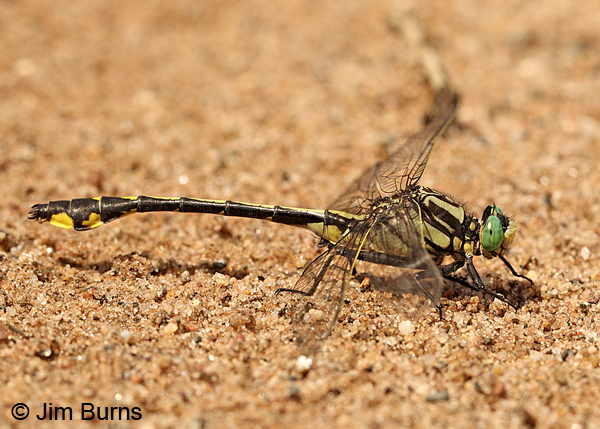 Midland Clubtail mature male, Chisago Co., MN, June 2014
