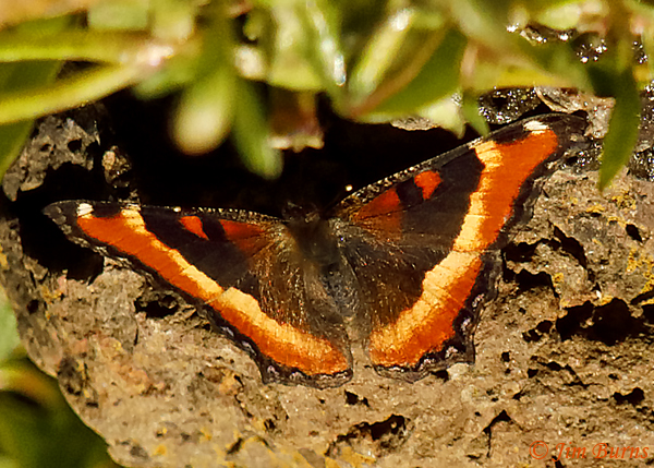 Milbert's Tortoiseshell, Arizona--3938