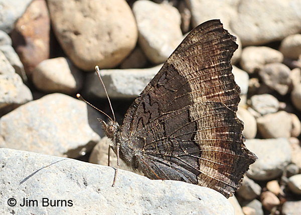 Milbert's Tortoiseshell underwing, Arizona