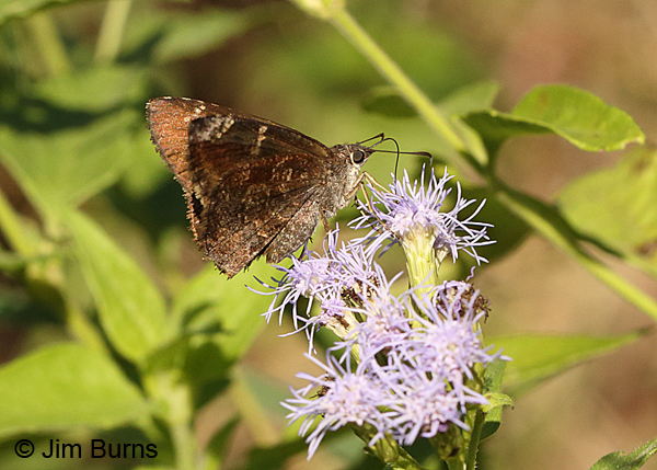 Mimosa Skipper, Texas