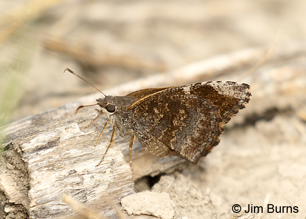 Mimosa Skipper on log, Texas