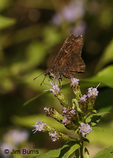Mimosa Skipper vertical on Crucita, Texas