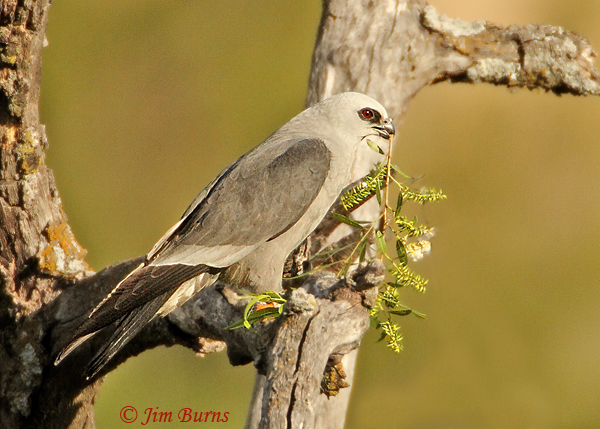 Mississippi Kite female with nesting material