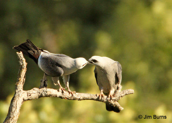 Mississippi Kite prey exchange