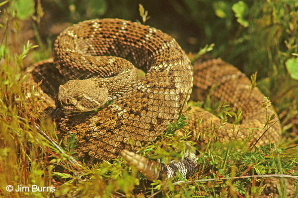 Mohave Rattlesnake