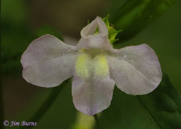 Monkey Flower, Oklahoma--5865