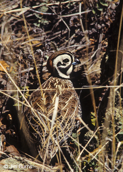 Montezuma Quail male in habitat