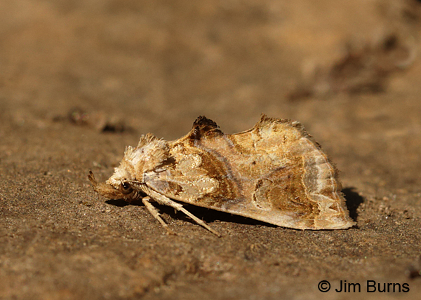Moonseed Moth, Arizona