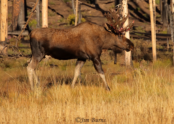 Moose bull crossing through old burn area--0275