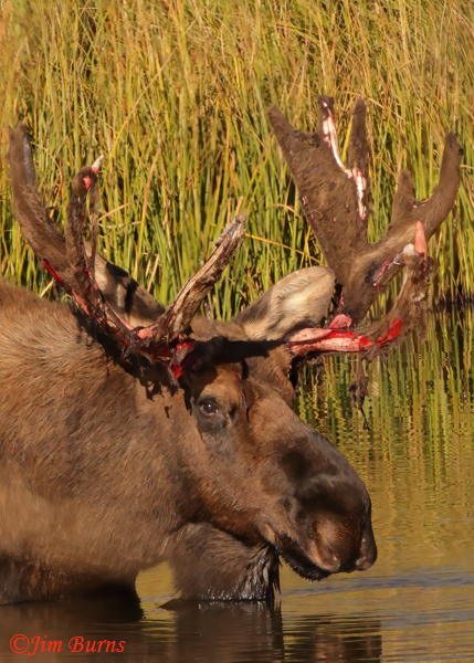 Moose bull coming out of velvet, close-up--0321