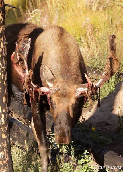 Moose bull breakfasting on wildflowers--0388