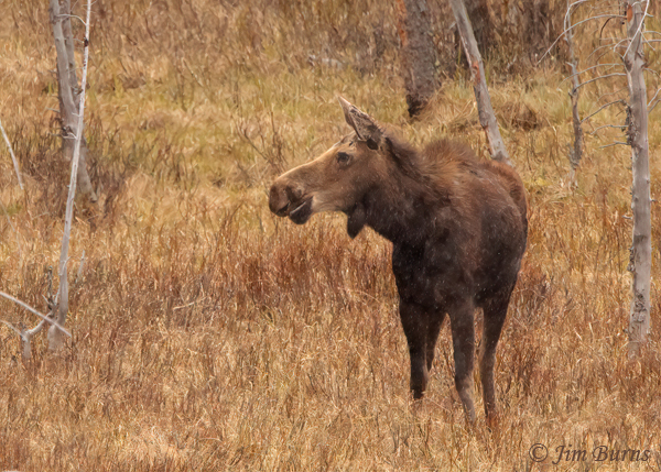 Moose cow browsing in willows--1608