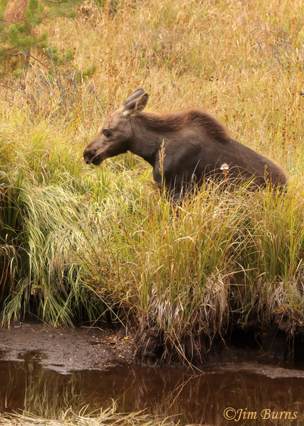 Moose calf coming to water--1678