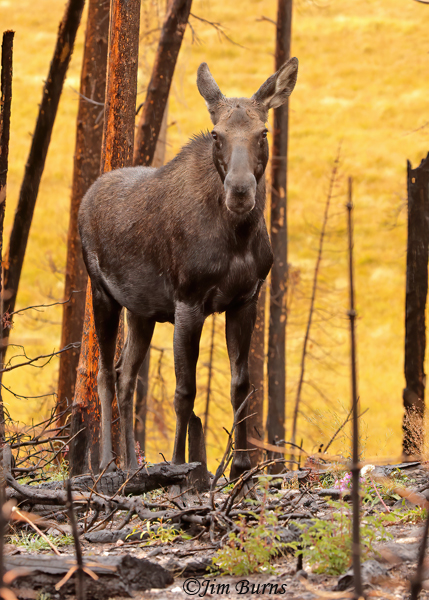 Moose cow in old burn area--1721