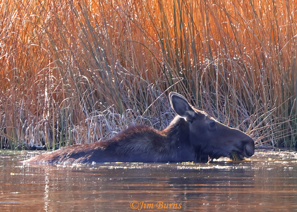 Moose cow feeding in pond--5124