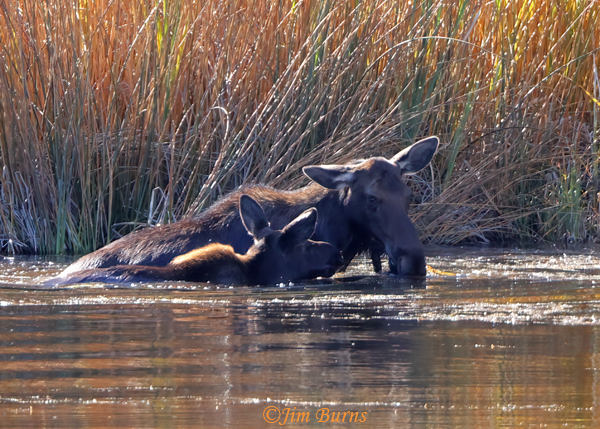 Moose cow and calf--5128