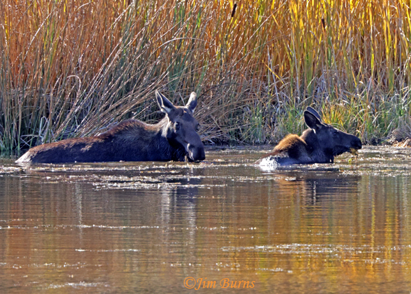 Moose cow and calf feeding in pond--5135