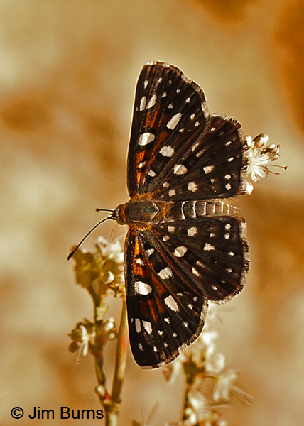 Mormon Metalmark on Flattop Buckwheat, Arizona