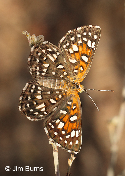 Mormon Metalmark variant, Arizona