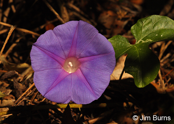 Morning Glory, Florida