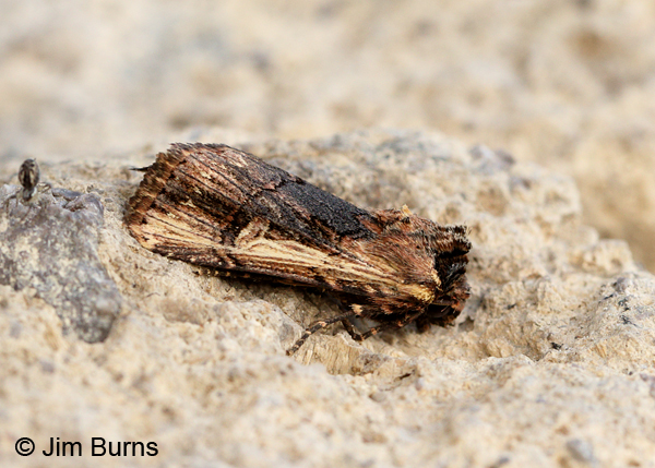 Morning Glory Prominent Moth, Arizona