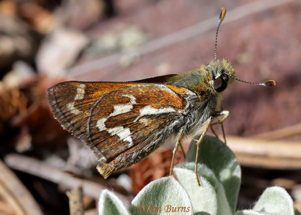 Morrison's Skipper, Arizona--6565