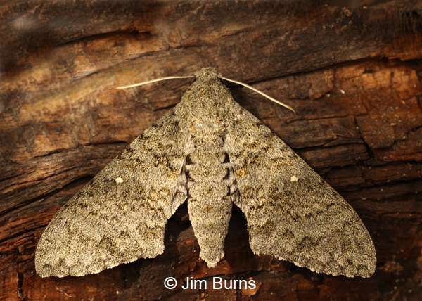 Mossy Sphinx Moth, Arizona