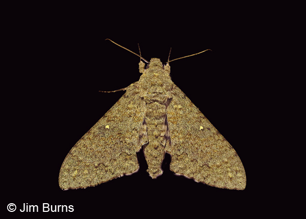 Mossy Sphinx Moth on black, Arizona