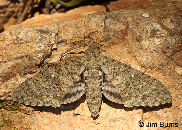 Mossy Sphinx Moth wingspread, Arizona