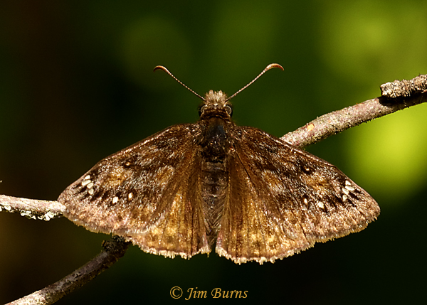 Mottled Duskywing, Minnesota--3387