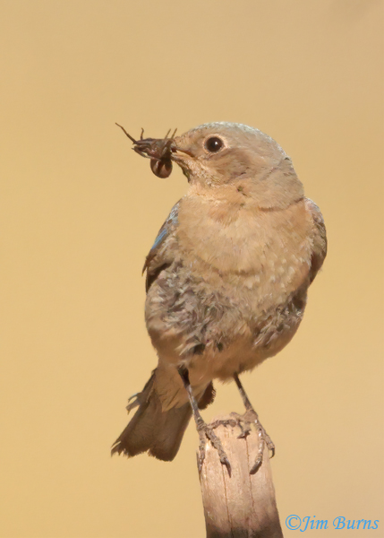 Mountain Bluebird female with spider--5118