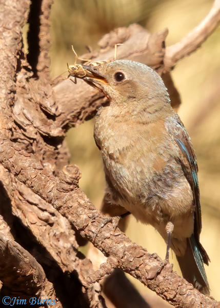 Mountain Bluebird female with grasshopper--5137