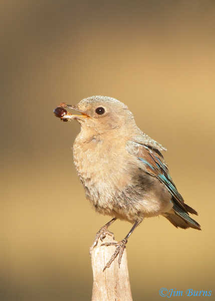Mountain Bluebird female with beetle--5279