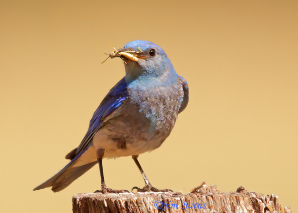 Mountain Bluebird male with grasshopper--5598