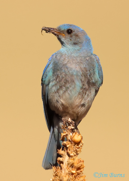 Mountain Bluebird male with spider--5728