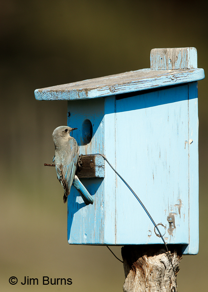 Mountain Bluebird female dorsal at blue bluebird box
