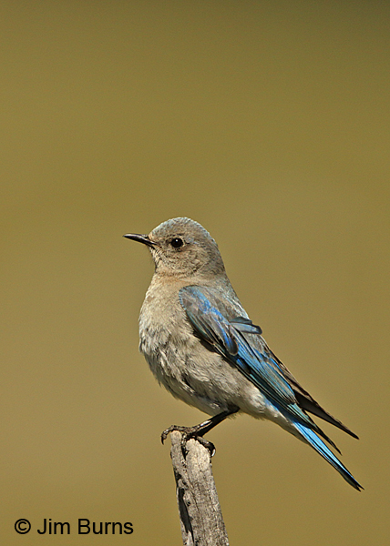 Mountain Bluebird female on fence post