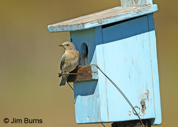 Mountain Bluebird female ventral at blue bluebird box