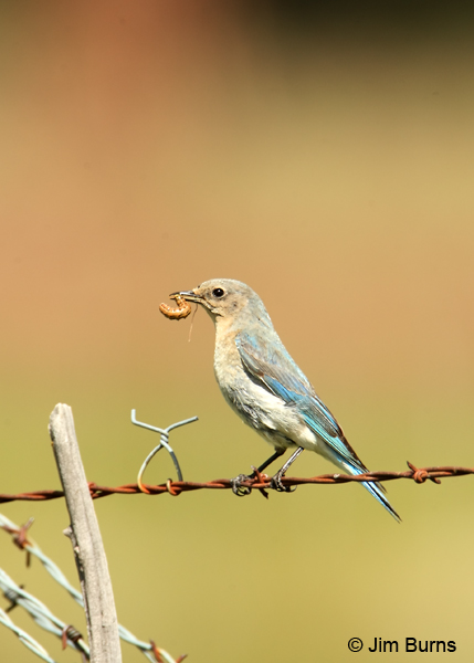 Mountain Bluebird female with caterpillar