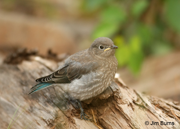 Mountain Bluebird fledgling