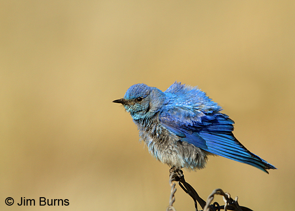 Mountain Bluebird male wingstretch