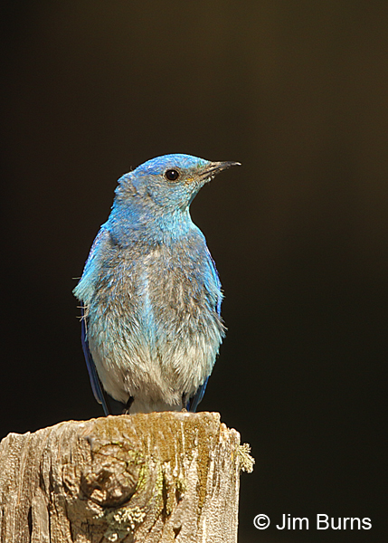 Mountain Bluebird male