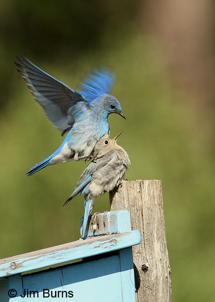 Mountain Bluebirds copulating