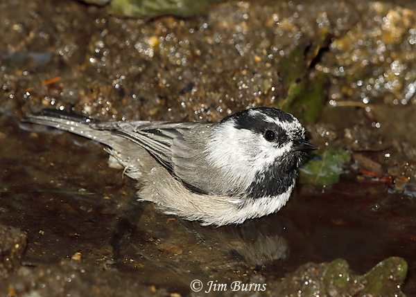 Mountain Chickadee bathing at waterhole--5775