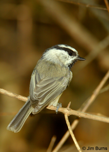 Mountain Chickadee dorsal
