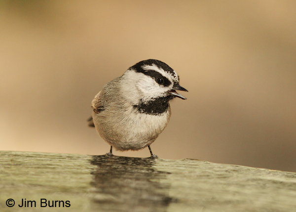 Mountain Chickadee drinking