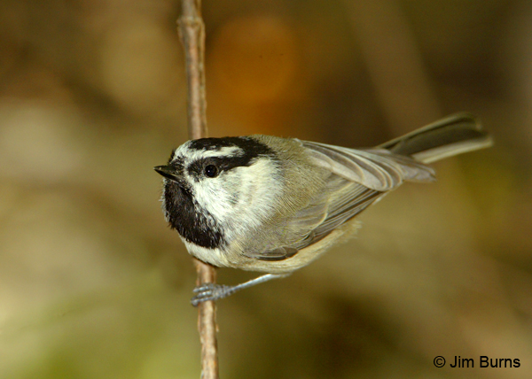 Mountain Chickadee on stem