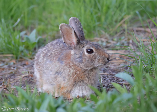 Mountain Cottontail--7293