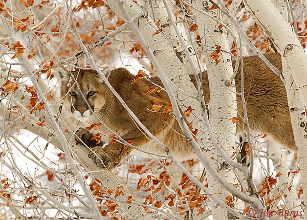 Mountain Lion in tree close-up--6726