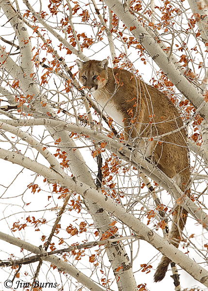 Mountain Lion in tree--6754